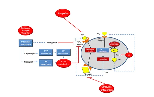 Clopidogrel &#8211; how it works, contraindications