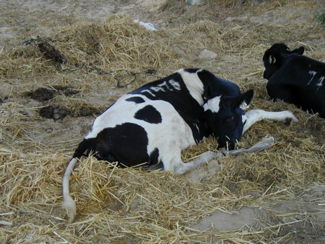 Clostridium in calves and cows