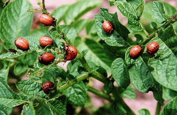 Clotiamet from the Colorado potato beetle: instructions for use 