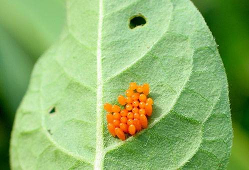 Clotiamet from the Colorado potato beetle: instructions for use 