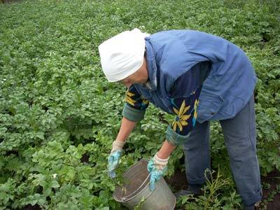 Clotiamet from the Colorado potato beetle: instructions for use 