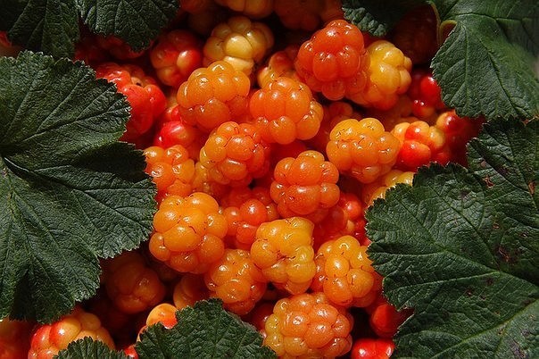 Cloudberries in syrup for the winter