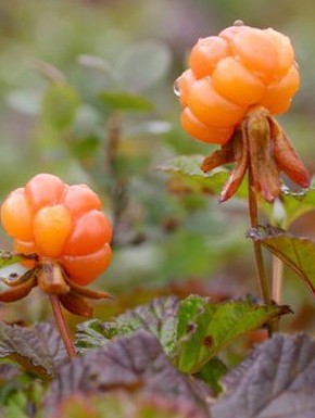 Cloudberries in syrup for the winter