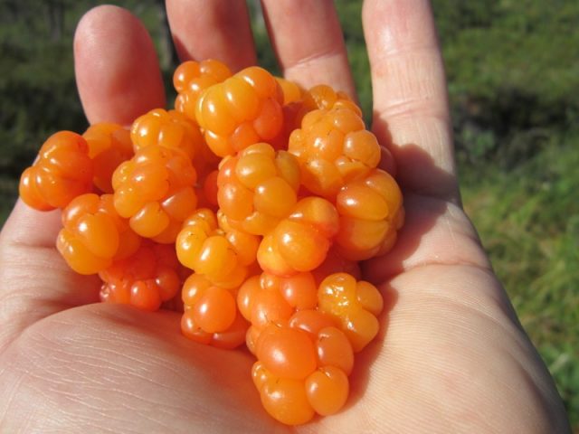 Cloudberry compote for the winter