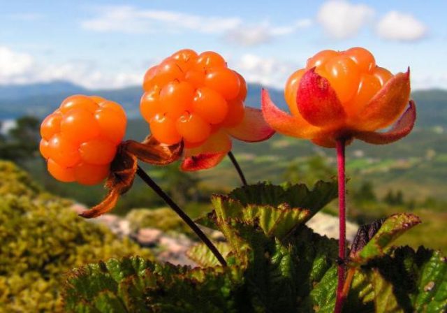 Cloudberry compote for the winter