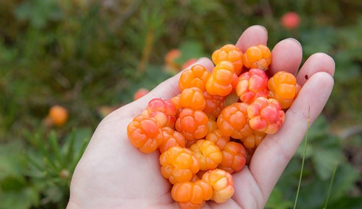 Cloudberry compote for the winter