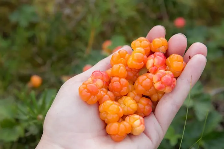 Cloudberry compote for the winter