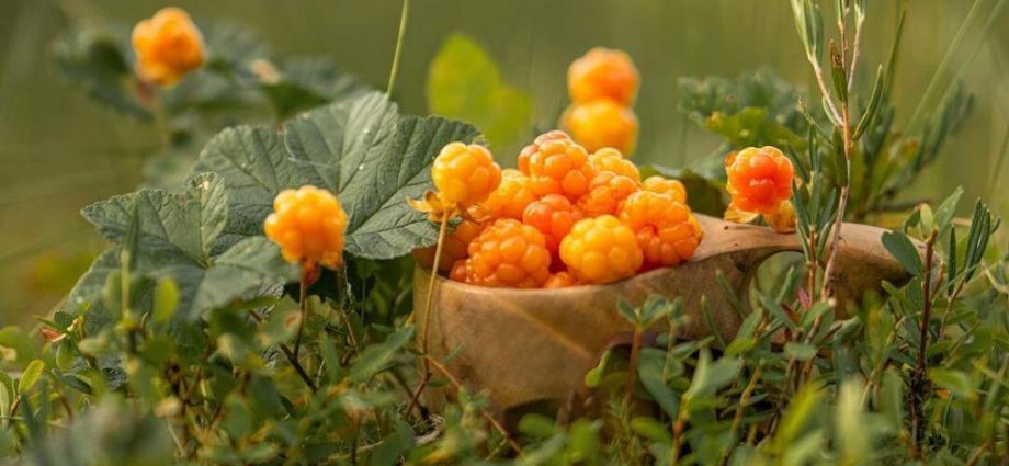 Cloudberry for the winter in its own juice