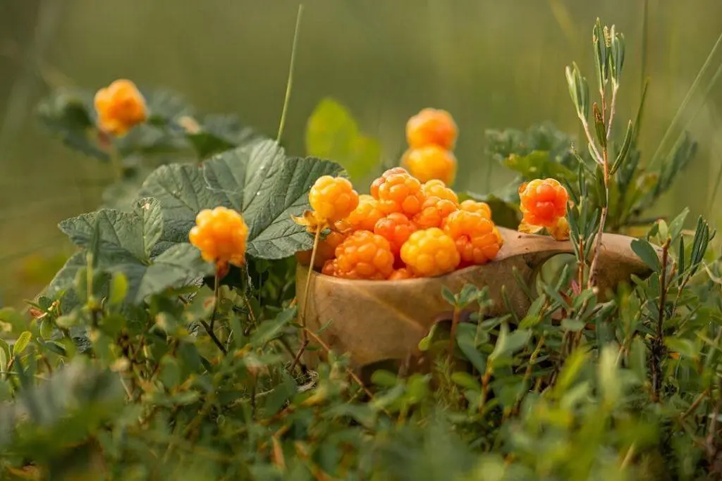 Cloudberry for the winter in its own juice