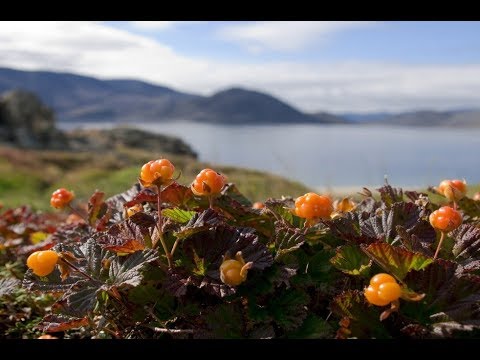 Cloudberry jam Pyatiminutka