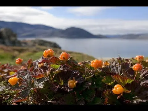 Cloudberry jam Pyatiminutka