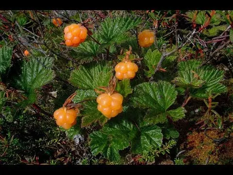 Cloudberry Jelly Seedless