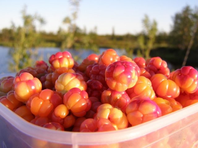 Cloudberry Recipes for the Winter