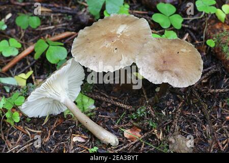 Foto lan deskripsi Club-footed warbler (Ampulloclitocybe clavipes).