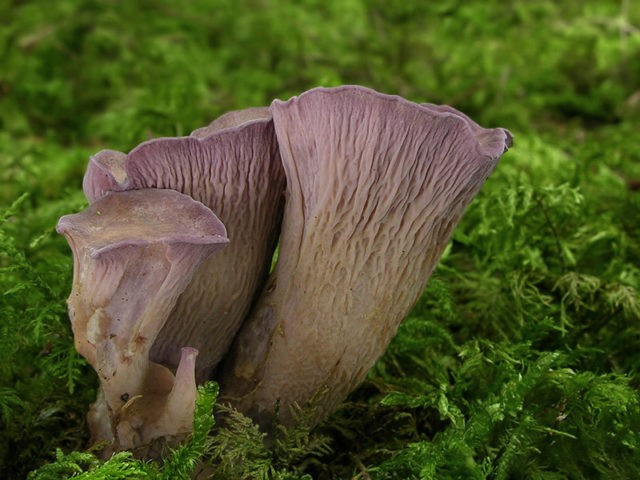 Club-shaped chanterelle: description, application and photo