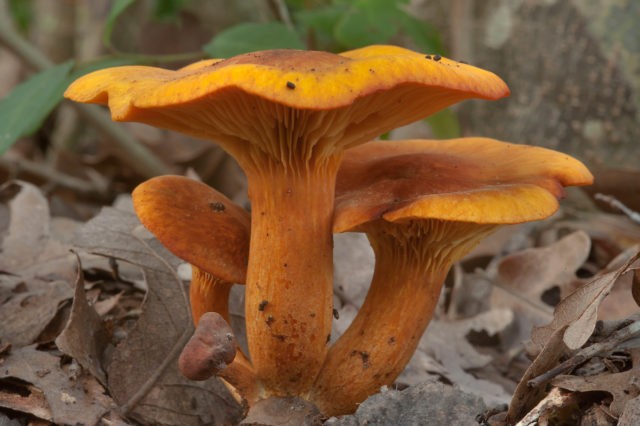 Club-shaped chanterelle: description, application and photo