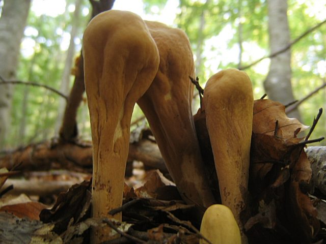 Club-shaped horn: is it possible to eat, photo