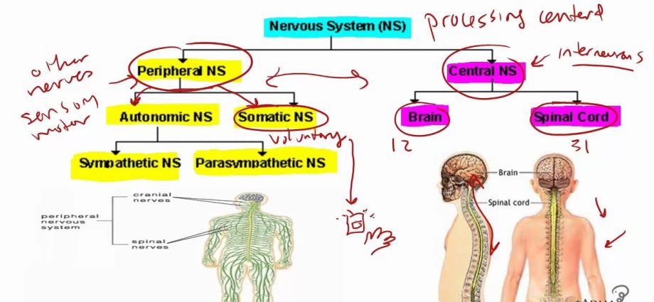 CNS &#8211; structure and functions