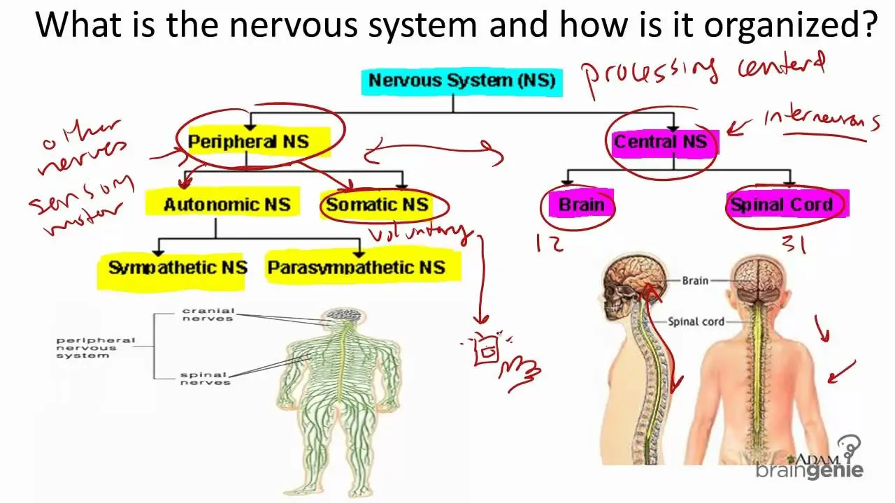 CNS &#8211; structure and functions