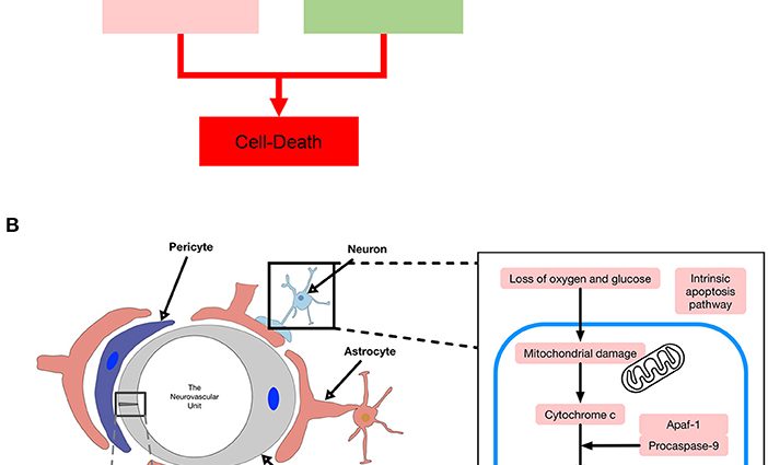 &#8220;Coagulation cascade&#8221;. A neurologist explains why people with COVID-19 often have strokes and strokes