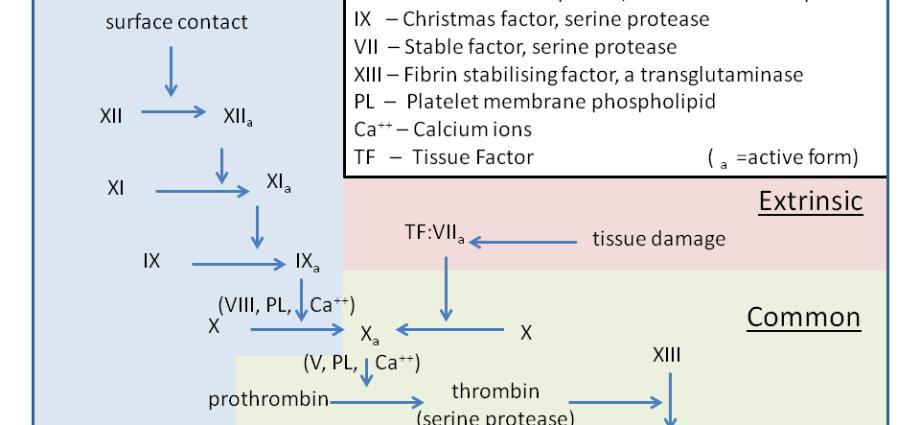 Coagulogram &#8211; when to perform and how to interpret the results