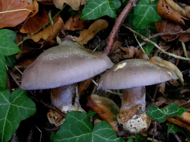 Cobweb lepistoides (Cortinarius lepistoides) photo and description