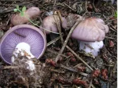 Cobweb lepistoides (Cortinarius lepistoides) photo and description