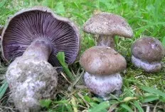 Cobweb lepistoides (Cortinarius lepistoides) poto sareng pedaran