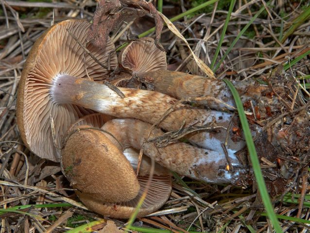 Cobweb scaly: photo and description