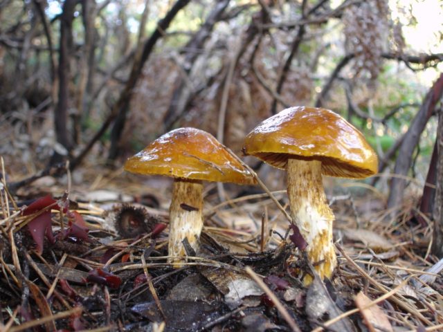 Cobweb slimy: edible or not