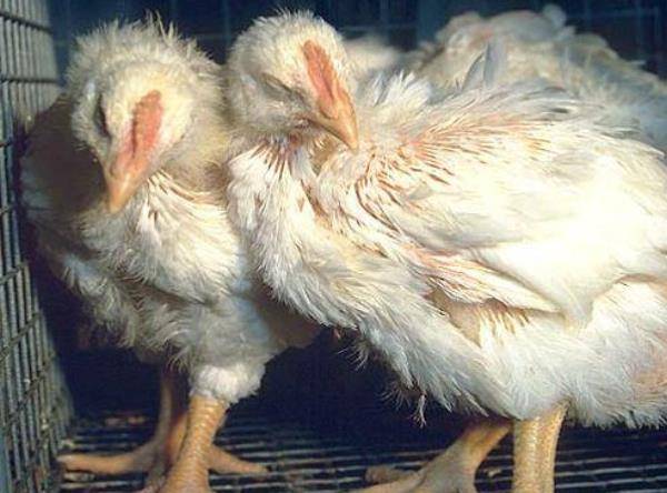 Coccidiosis in chickens, chickens, broilers