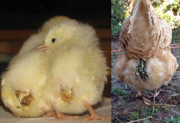 Coccidiosis in chickens, chickens, broilers