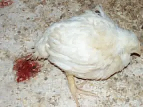 Coccidiosis in chickens, chickens, broilers