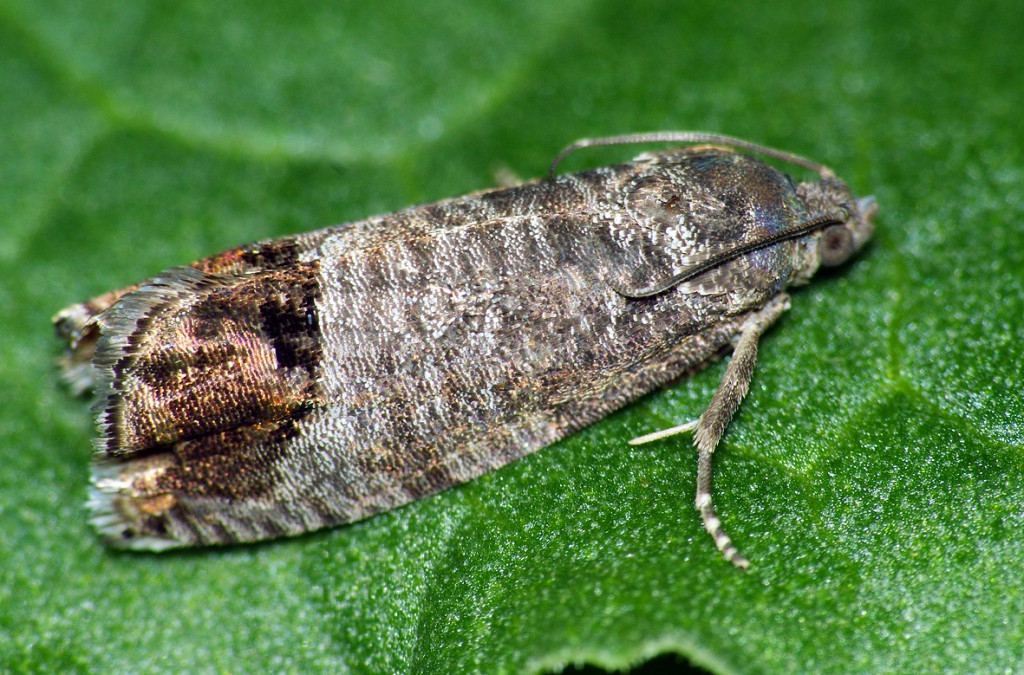 Codling moth on an apple tree: methods of dealing with caterpillars