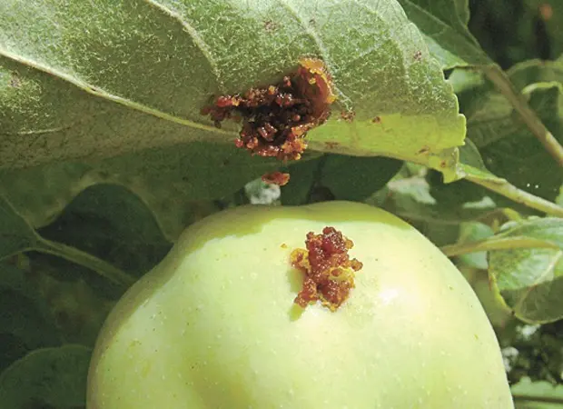 Codling moth on an apple tree: methods of dealing with caterpillars