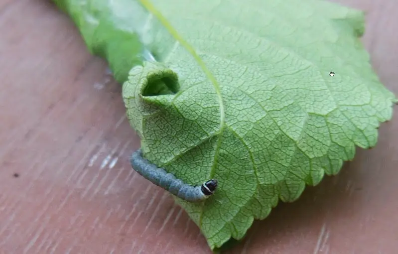 Codling moth on an apple tree: methods of dealing with caterpillars