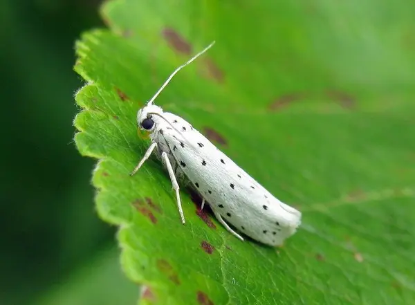 Codling moth on an apple tree: methods of dealing with caterpillars