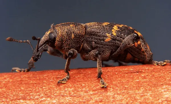 Codling moth on an apple tree: methods of dealing with caterpillars