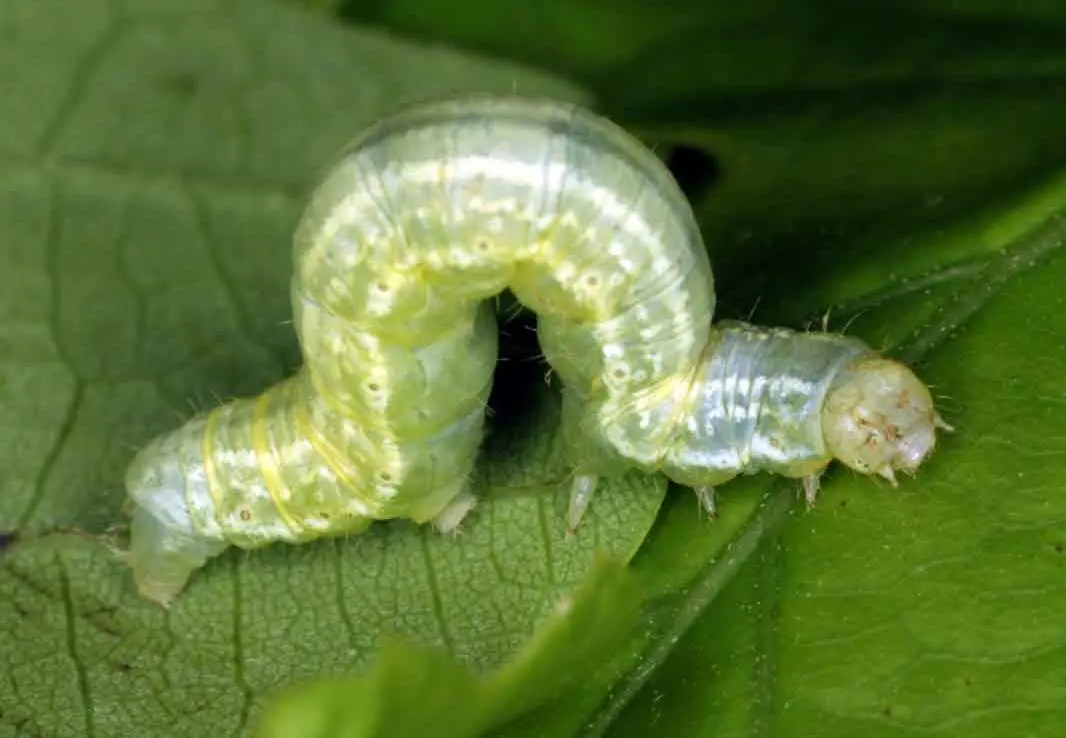 Codling moth on an apple tree: methods of dealing with caterpillars