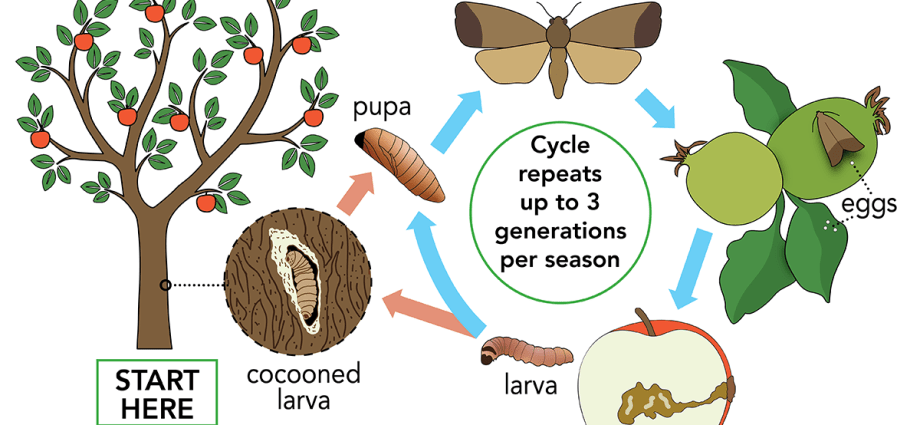 Codling moth on an apple tree: methods of dealing with caterpillars