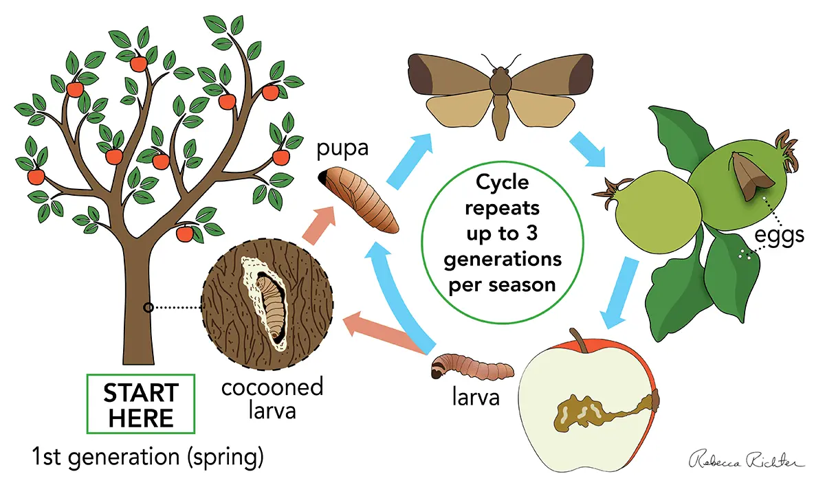 Codling moth on an apple tree: methods of dealing with caterpillars