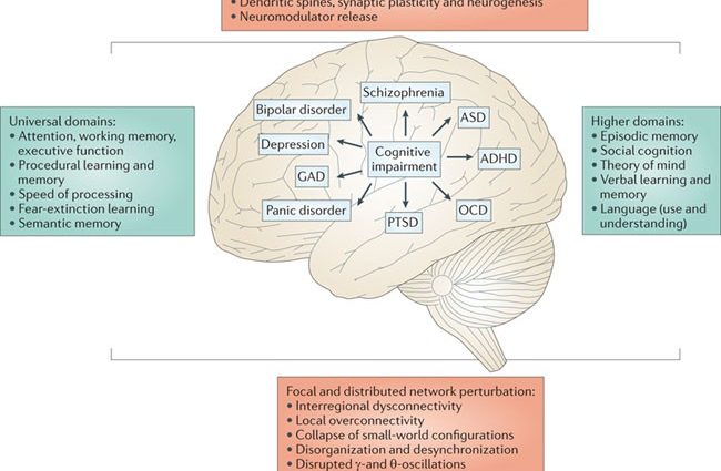 Cognitive processes in a child &#8211; division and characteristics. Cognitive dysfunction