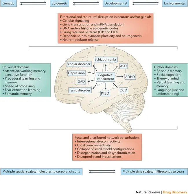 Cognitive processes in a child &#8211; division and characteristics. Cognitive dysfunction