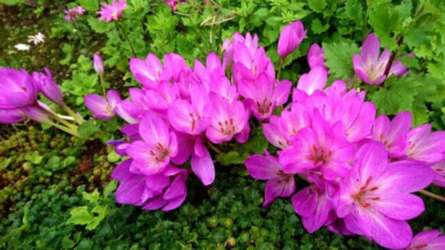 Colchicum autumn: medicinal properties and contraindications