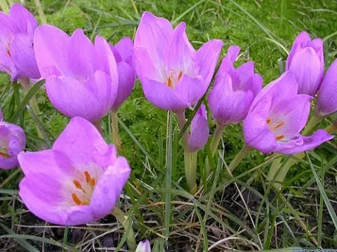 Colchicum autumn: medicinal properties and contraindications