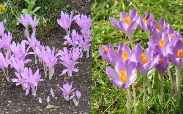 Colchicum autumn: medicinal properties and contraindications