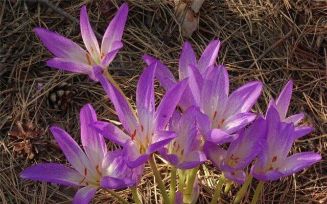 Colchicum autumn: medicinal properties and contraindications