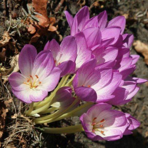 Colchicum autumn: medicinal properties and contraindications