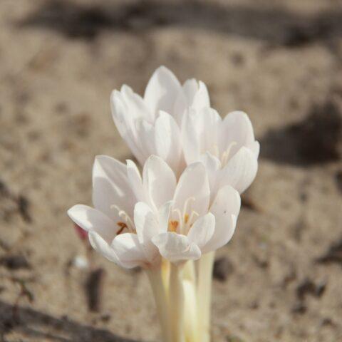 Colchicum autumn: medicinal properties and contraindications