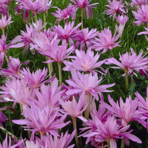 Colchicum autumn: medicinal properties and contraindications